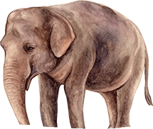 Elefant