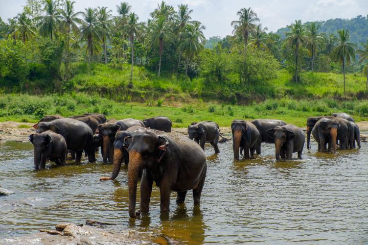 Länderbild Sri-lanka