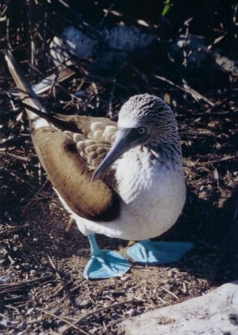 Galapagos Insel