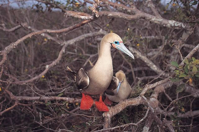 Galapagos Insel