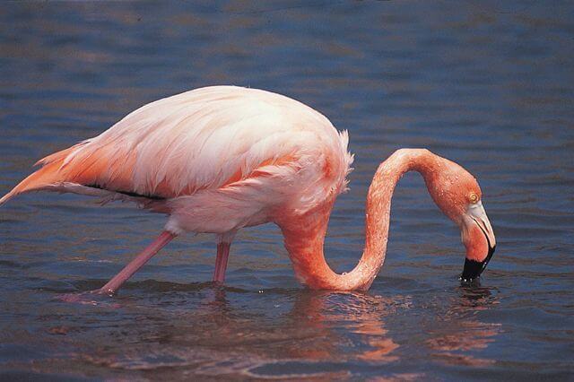 Galapagos Insel