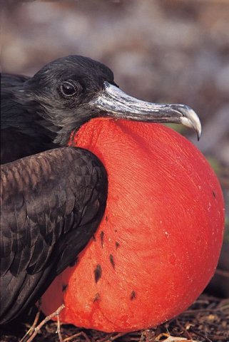 Galapagos Insel