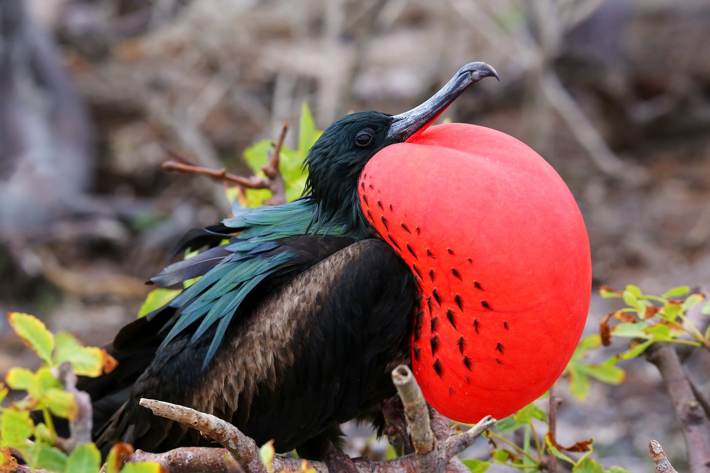Fregattvögel